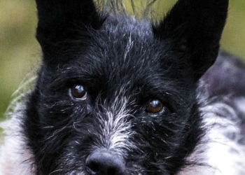 Tallinn Monument to Strays Garners Worldwide Attention