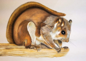 Researcher Illar Muul – A Man From the Treetops