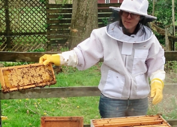 Beekeeping on Gooseberry Farm