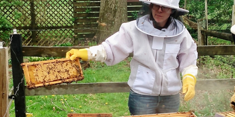 Beekeeping on Gooseberry Farm