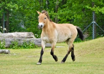 Przewalski’s Horse Vaide Relocates to Tallinn Zoo