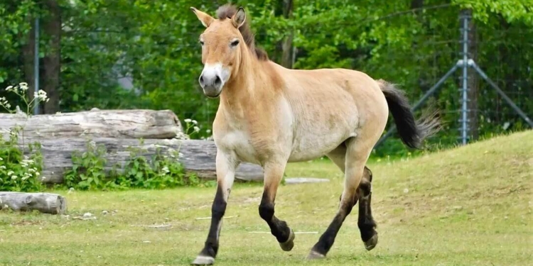 Przewalski’s Horse Vaide Relocates to Tallinn Zoo