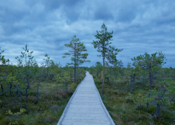 The Estonian American National Council Announces Recipients of Travel Stipend for Students Attending International Summer School in Estonia