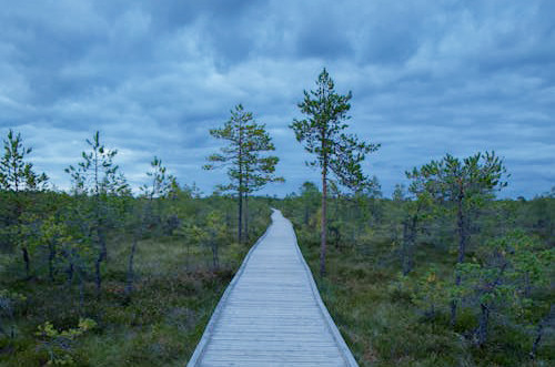 The Estonian American National Council Announces Recipients of Travel Stipend for Students Attending International Summer School in Estonia