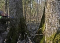 Europe’s tallest aspen measured in Estonia
