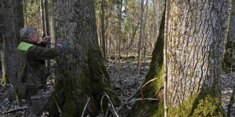 Europe’s tallest aspen measured in Estonia