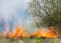 Metsad põlevad, maad surevad…