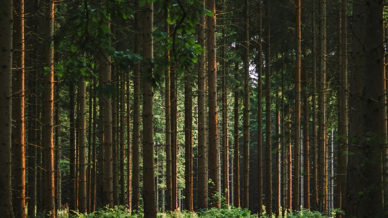 Tehnoloogiasektori ettevõtjad on mures Eesti metsa pärast