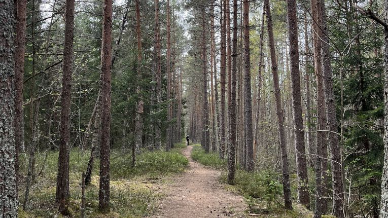 Palju vaidlusi tekitanud metsaseadus pandi pausile